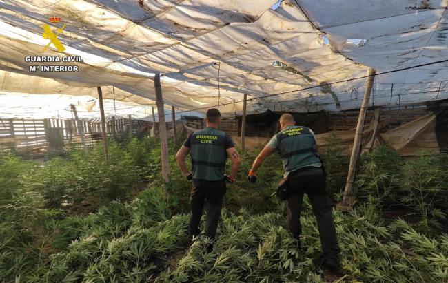 Se incautan 1.309 plantas de cannabis en El Ejido
