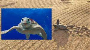 Suelta de tortugas bobas en Mojácar