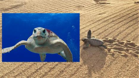 Suelta de tortugas bobas en Mojácar