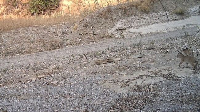 Nacen dos cachorros de lince ibérico en Vélez-Rubio