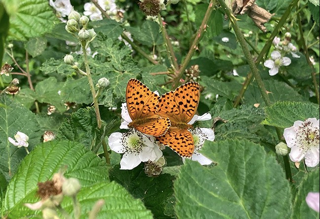 Sequia en Cataluña causa la extinción de 210 especies de mariposas