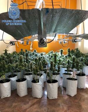 La Policía Nacional desmantela una nueva plantación 'indoor' de marihuana en Los Almendros