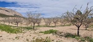 Heladas en Almería causan pérdidas millonarias en la producción de almendras