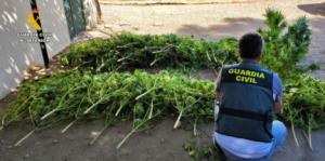 La Guardia Civil localiza 220 plantas de cannabis en Turrillas