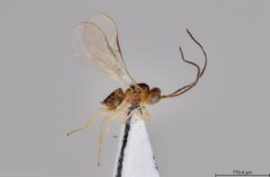 Identifican un nuevo parasitoide para plagas en Almería