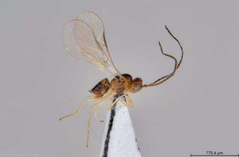 Identifican un nuevo parasitoide para plagas en Almería