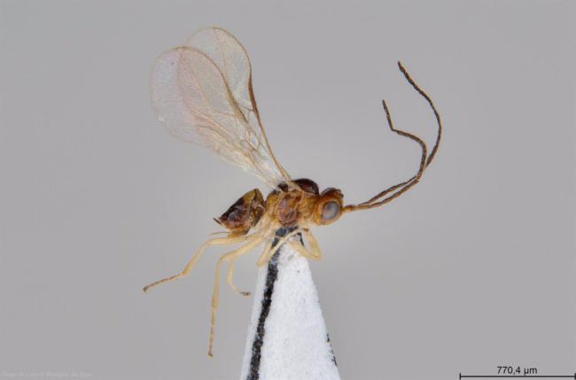 Identifican un nuevo parasitoide para plagas en Almería