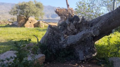 Prosopopeya del Abuelo Acebuche