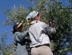 Inicio de la recolección de aceitunas en Vícar