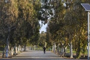 Almería avanza en la gestión del arbolado urbano con un nuevo plan director