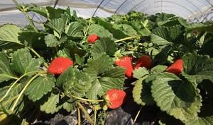 Subvenciones para el sector agrario y pesquero en 2026