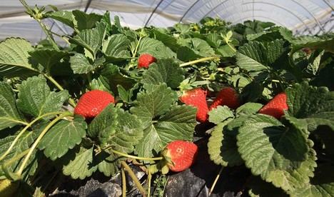 Subvenciones para el sector agrario y pesquero en 2026