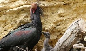El ibis eremita destaca en Cádiz con 53 pollos volados en 2026
