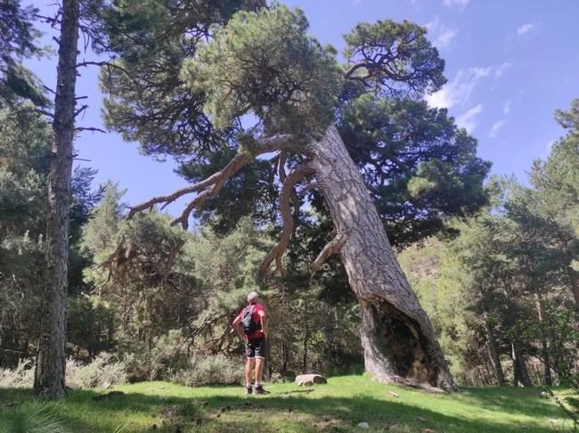 Próxima ruta senderista al Pino de la Señora en Baza