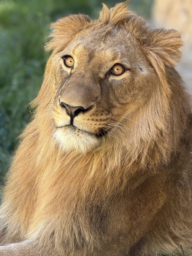 Casi un metro de plástico del estómago de un león en Oasys Minihollywood