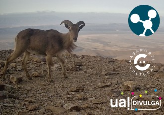 CienciaJazz explora la fauna del Sáhara