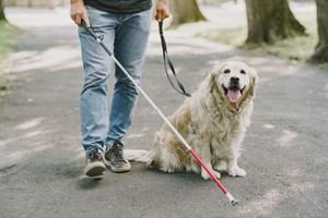Perros de asistencia: nuevo decreto en vigor en Andalucía