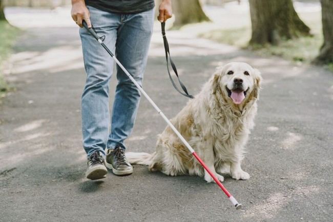Perros de asistencia: nuevo decreto en vigor en Andalucía