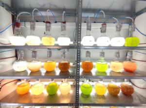 Patentan un método que aumenta el crecimiento de microalgas y las conserva más tiempo