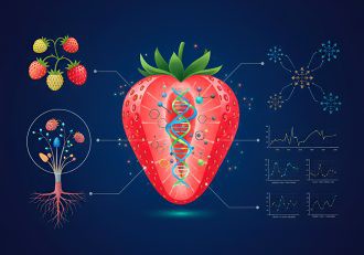 Conferencia sobre la maduración y calidad de la fresa