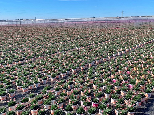 Vícar Emprende Su Primer Proyecto Como Municipio Flor De Andalucía