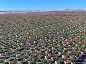 Vícar Emprende Su Primer Proyecto Como Municipio Flor De Andalucía