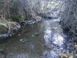 Descomposición microbiana en ríos se acelerará por el calentamiento global