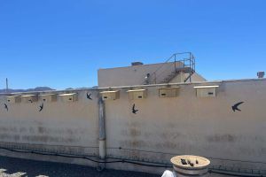 Estudiantes de Ciencias Ambientales impulsan la conservación de vencejos urbanos