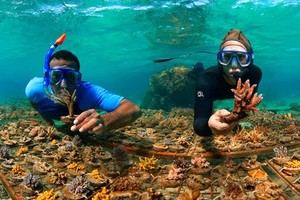 Investigadores promueven la restauración de ecosistemas marinos