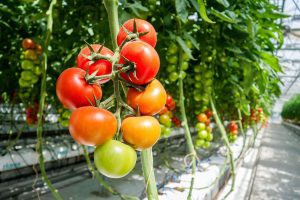 Curso de verano sobre mejora genética en hortícolas del 15 al 17 de julio