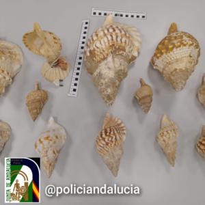 Decomisadas doce caracolas protegidas en un mercadillo de Almería