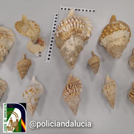 Decomisadas doce caracolas protegidas en un mercadillo de Almería