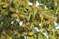 Ayudas a agricultores de Almería por sequía