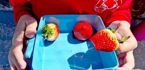 Andalucía distribuye frutas y leche a casi 2.000 colegios en 2025-2026
