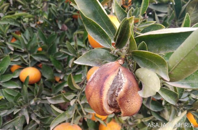 Asaja avisa de 'alta incidencia' del rajado en cítricos del Almanzora y Levante