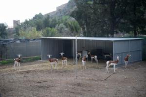El PP propone trasladar las gacelas al Calcetín