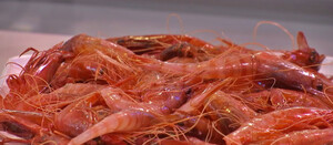 La gamba roja rescata a la flota almeriense