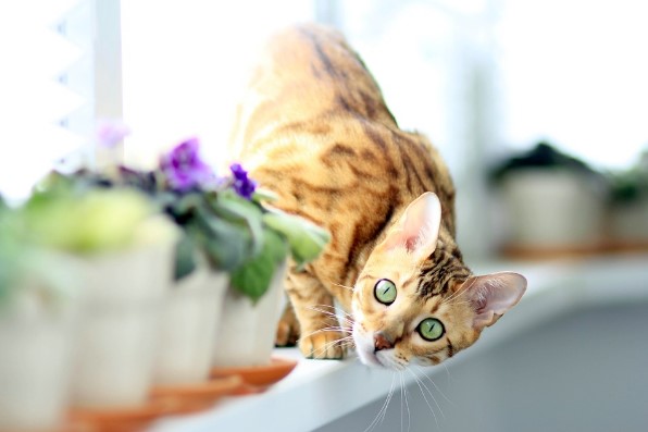 Lepardland Bengal, el mejor criadero de gatos bengalíes de España