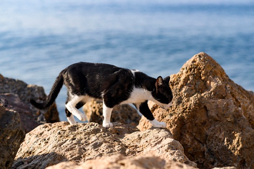 El Ayuntamiento el método CES/CER en la nueva Ordenanza de Animales