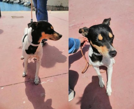 Perro no fue abandonado, se escapó tras el coche de su dueño