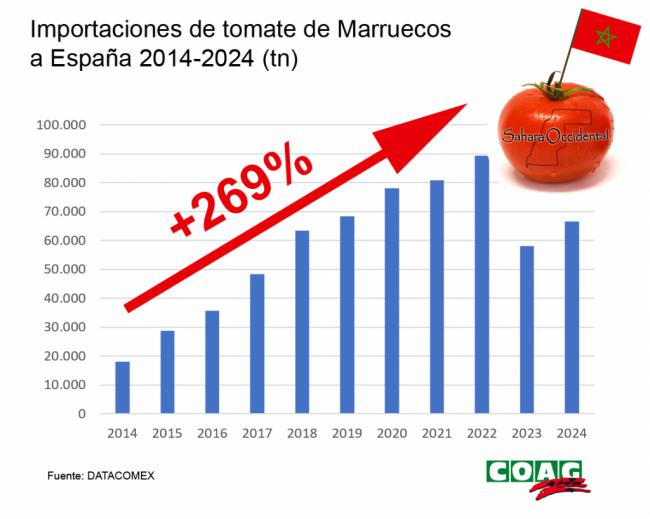 El tomate cherry del Sáhara se disfraza de marroquí en los supermercados españoles