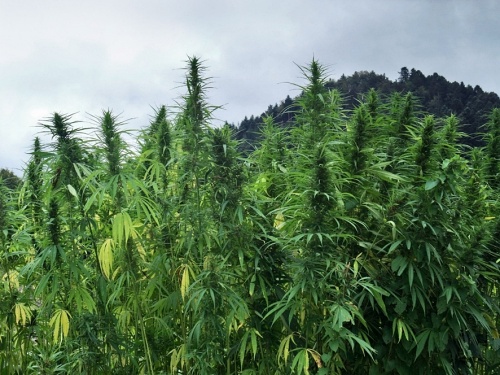 Todos los beneficios del aceite de CBD para la piel y la salud