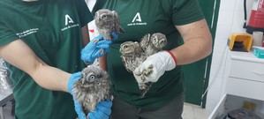 Almería se une a la recuperación de especies protegidas mediante nuevas técnicas de conservación