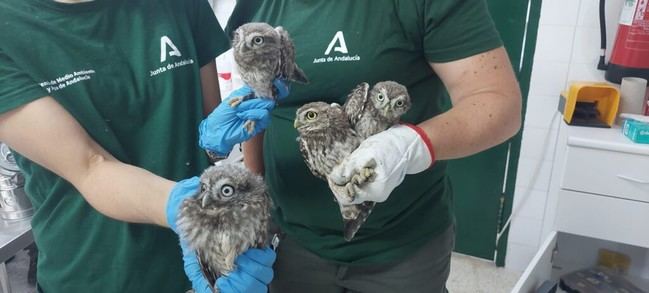 Almería se une a la recuperación de especies protegidas mediante nuevas técnicas de conservación