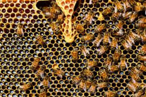Estudio de la UAL detecta micotoxinas en el polen de abeja que pueden causar cáncer en humanos