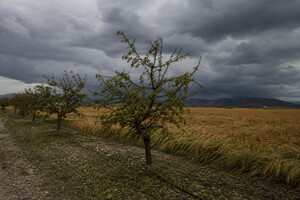 Los almendreros de Almería podrán pedir desde este jueves las ayudas por las heladas primaverales