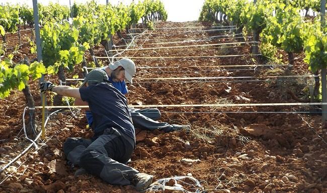 Almería ofrece 300 empleos agrícolas con contrato fijo y salario de 1.382 euros