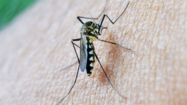 Primer caso de fiebre del Nilo en Andalucía localizado en Mojácar