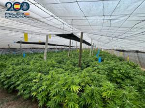 Intervenidas 5.000 plantas de marihuana en un invernadero en El Ejido