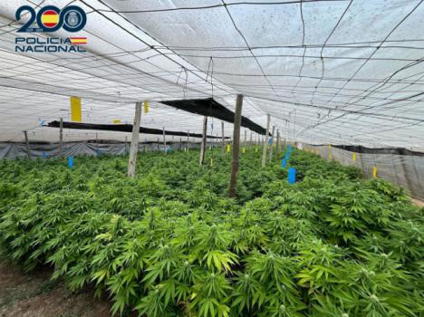 Intervenidas 5.000 plantas de marihuana en un invernadero en El Ejido